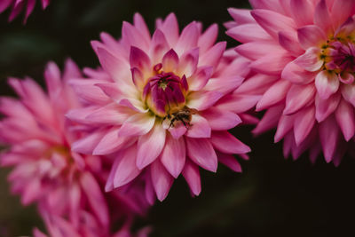 Close-up of pink flower