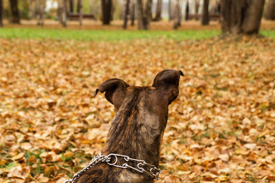 View of a horse on field