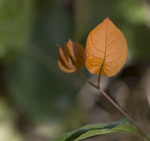 Close-up of autumn leaf