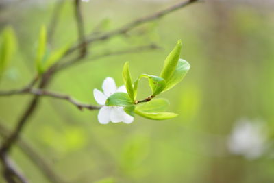 Close-up of flowering plant