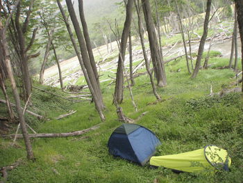 Low section of people lying on grass in forest