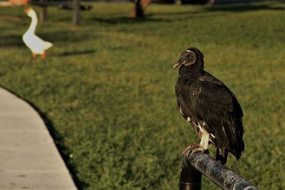 Close-up of bird perching on grass