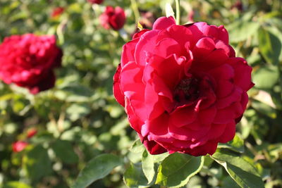 Close-up of pink rose blooming outdoors