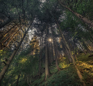 Sunlight streaming through trees in forest