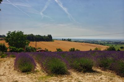 Scenic view of lavender field against sky