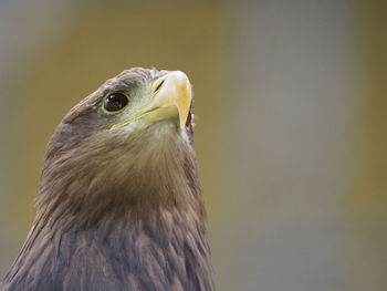 Close-up portrait of owl