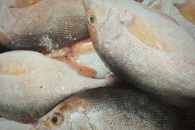 High angle view of fish for sale in market