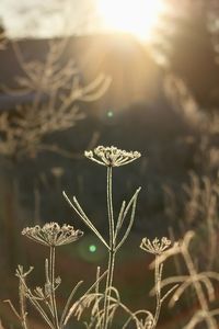 Close-up of plant growing on field against sky