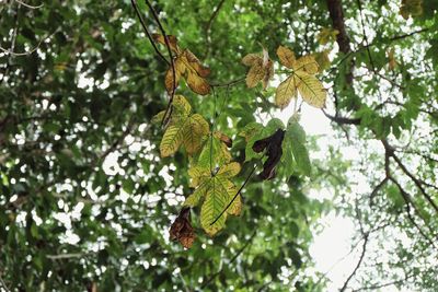 Low angle view of leaves hanging on tree in forest