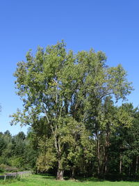 Trees growing on field against clear blue sky