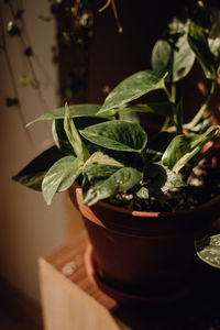 Plants collection in small millenials' rental flat, epipremnum aureum, scindapsus trebie, argyraeus