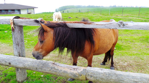 Horse standing in field