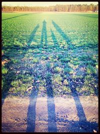 Plants growing on field