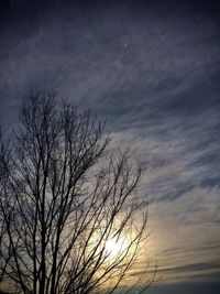 Low angle view of bare trees against sky