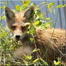 Close-up portrait of fox by plants on sunny day