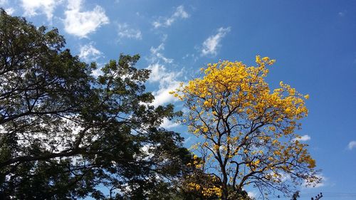 Low angle view of tree against blue sky