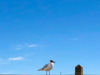 Low angle view of seagulls flying against blue sky