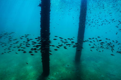 Fishes swimming in sea