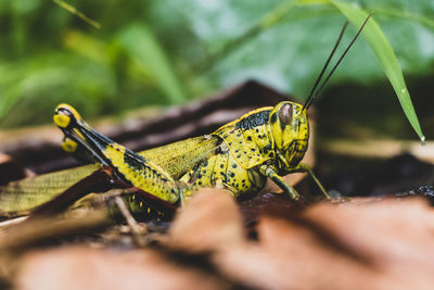 Close-up of insect