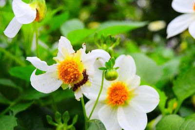 Close-up of yellow flowers blooming outdoors