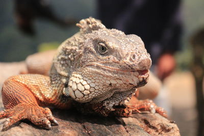 Close-up of a lizard