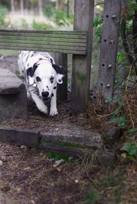 Portrait of dog on wood