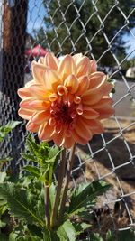 Close-up of flowering plant by fence