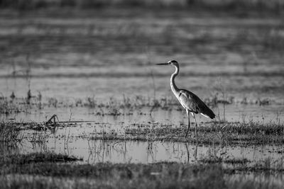 Mono grey heron