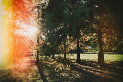 Trees in park against sky during sunset