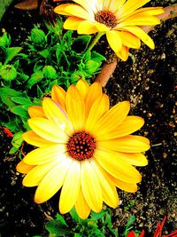 Close up of yellow flower