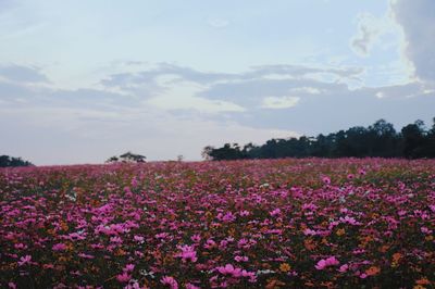 Pink flowering plants on field against sky