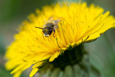 Close-up of bee pollinating on flower