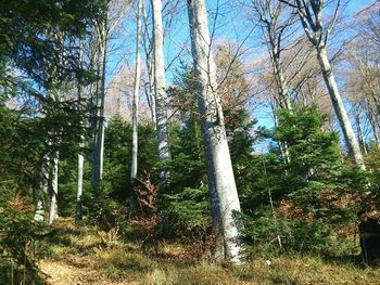 Low angle view of trees against sky