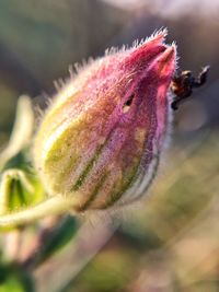 Close-up of pink flower