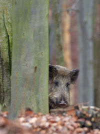 Close-up of an animal on tree trunk