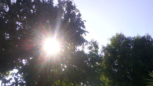 Low angle view of trees against sky