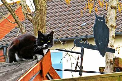 Cat sitting on wood