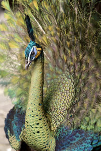 Close-up of peacock