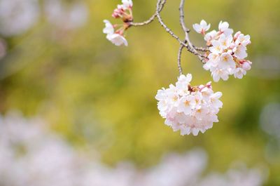 Close-up of pink cherry blossoms