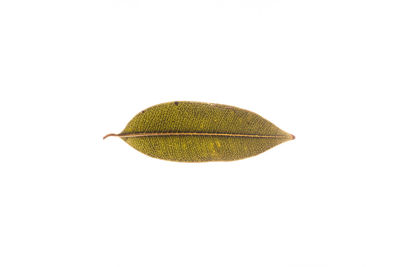 Close-up of leaf against white background