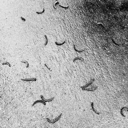 Full frame shot of tiled floor