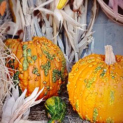 High angle view of pumpkins for sale