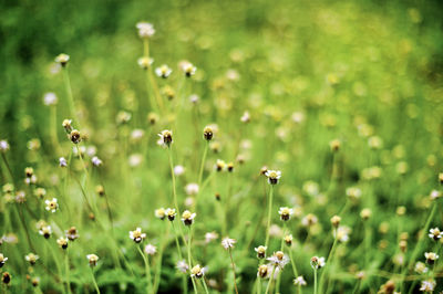 Close-up of flowering plants on field