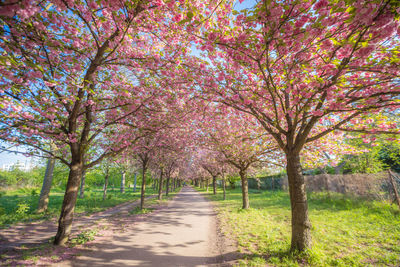 View of cherry blossom trees in park