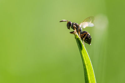 Close-up of insect on leaf