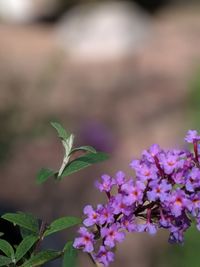 Close-up of purple flowering plant