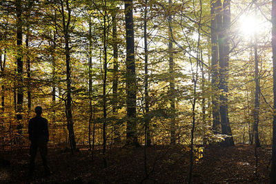 Man standing by trees in forest