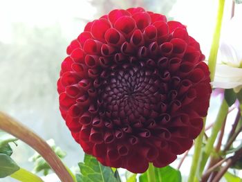 Close-up of red flower blooming outdoors