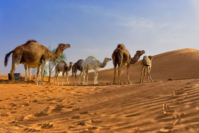 Panoramic view of people on sand dune