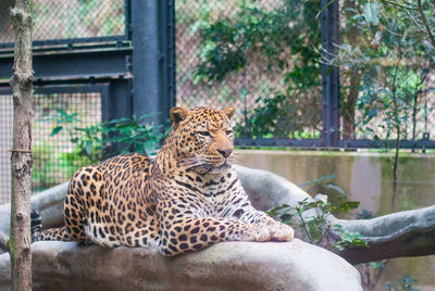 Cat resting in a zoo